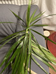 Dracaena reflexa angustifolia