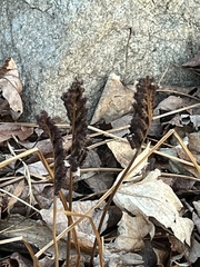Onocleaceae