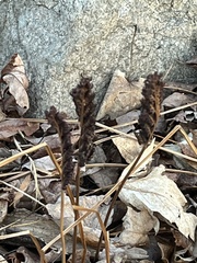 Onocleaceae