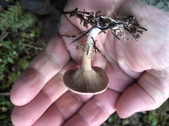 Ampulloclitocybe avellaneialba