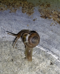 Gastropoda