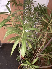 Nerium oleander