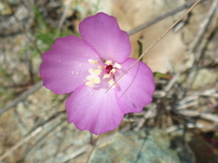 Clarkia gracilis gracilis