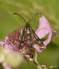 Pyropteron leucomelaenum
