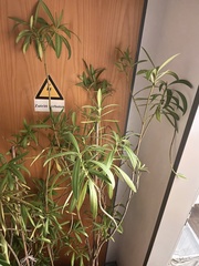 Nerium oleander