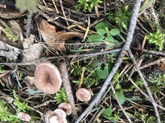 Ampulloclitocybe avellaneialba
