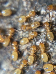 Lasius arizonicus