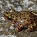Cliff Chirping Frog - Photo (c) Diana-Terry Hibbitts, some rights reserved (CC BY-NC), uploaded by Diana-Terry Hibbitts