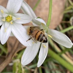 Apis mellifera