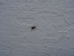 Cyrtosus cyanipennis