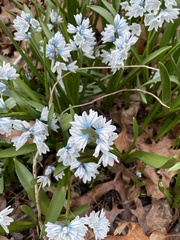 Puschkinia scilloides