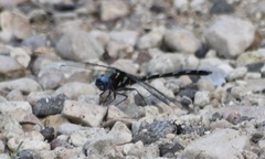 Macrothemis celeno