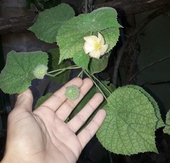 Callianthe pauciflora