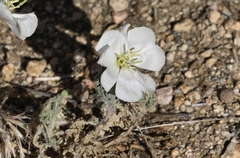 Oenothera deltoides