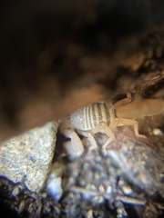 Pseudouroctonus santarita