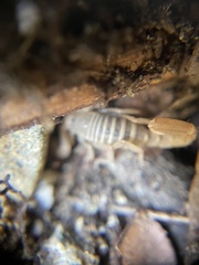 Pseudouroctonus santarita