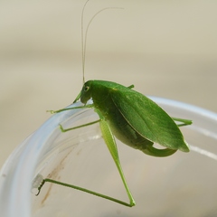 Amblycorypha rotundifolia