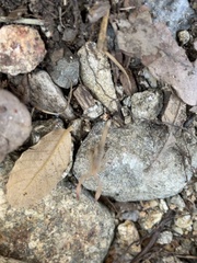 Pseudouroctonus santarita