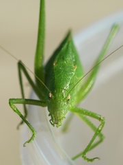 Amblycorypha rotundifolia