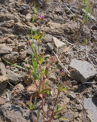 Trifolium palmeri