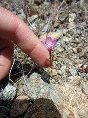 Clarkia gracilis gracilis