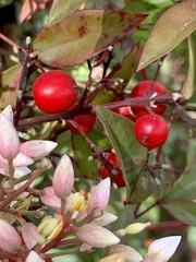 Nandina domestica