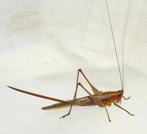 Long-tailed Meadow Katydid photo 5