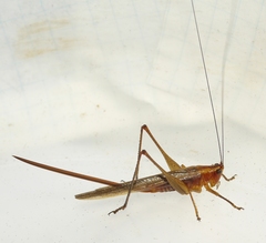 Conocephalus attenuatus