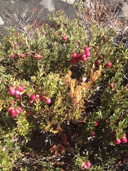Gaultheria poeppigii