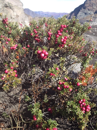 Image of Gaultheria poeppigii by (c) Nicolás Lavandero, some rights reserved (CC BY)