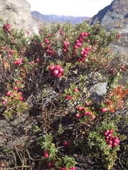 Gaultheria poeppigii