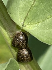 Megacopta punctatissima