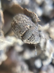 Acantholomidea porosa