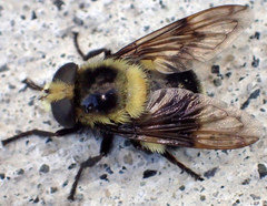 Volucella bombylans