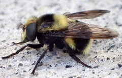 Volucella bombylans