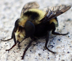 Volucella bombylans