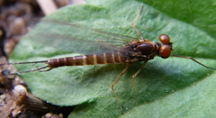 Epeorus pleuralis