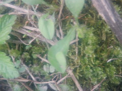 Claytonia caroliniana