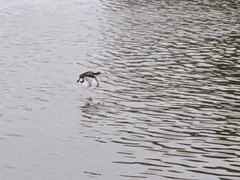 Tachybaptus dominicus