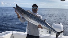 Acanthocybium solandri