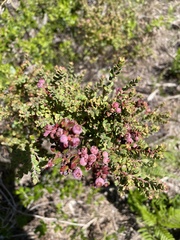 Vaccinium darrowii image