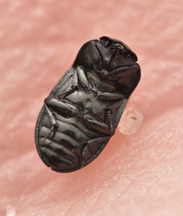 Melanimon tibiale