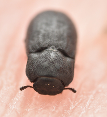 Melanimon tibiale
