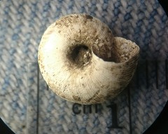 Anguispira strongylodes