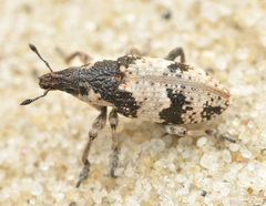 Bothynoderes affinis