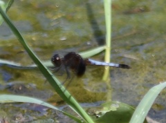 Erythrodiplax justiniana