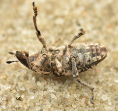 Bothynoderes affinis