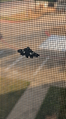 Pseudothyris sepulchralis