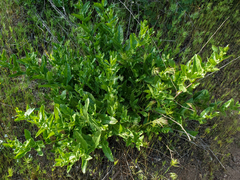 Acourtia microcephala