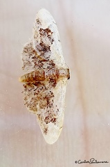 Idaea asceta